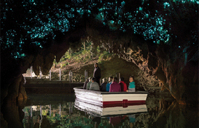 Glowworms in Waitomo Caves