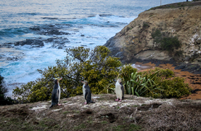 Penguins on Steward Island