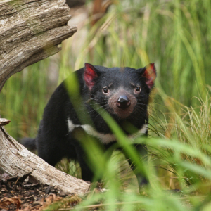 A Tasmanian Devil in its natural habitat.