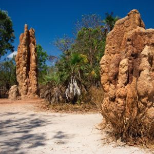 Litchfield Termite Mound