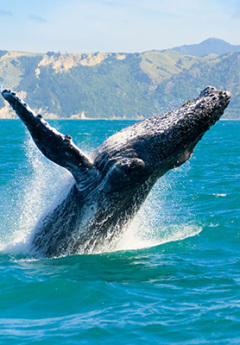 Whale in Kaikoura