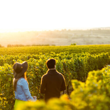 Walking through the vines