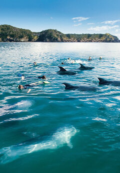 A school of dolphin swimming in the Bay Of Islands blue waters