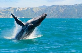 Whale near Kaikoura