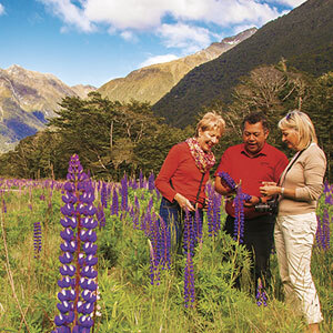 Lupins on the Milford Road