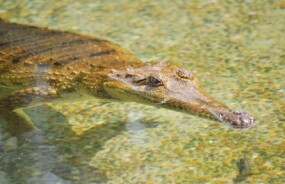 Australian Fresh Water Crocodile