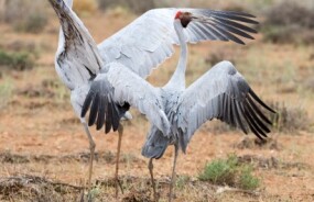 Brolgas in National Park