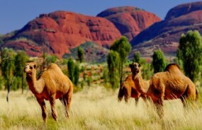 Camels in Northern Teritory