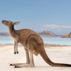 Kangaroo on the beach, enjoying Lucky Bay in Western Australia