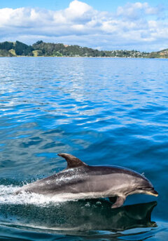 Dolphin rising from blue waters