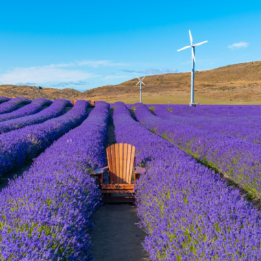 Lavender Farm