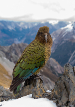 Kea bird perched in the mountains