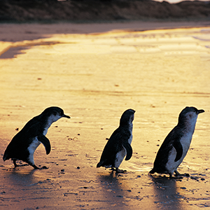 Three penguins waddle at sunset during the penguin parade on Phillip Island