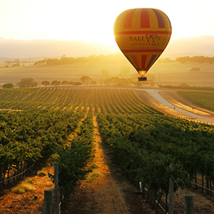 Hot air balloon aloft above lush vineyards at sunrise