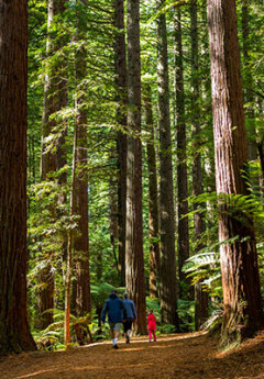 A family walking in Rotorua Redwoods