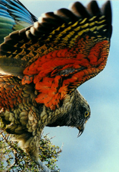 A close shot of a Kea just before taking flight