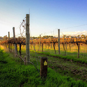 A vineyard under the sunlight reflects colours of orange and yellow