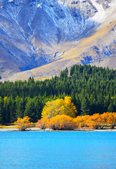 The turquoise waters of Lake Tekapo, a line of evergreen trees, and large mountains in the background.
