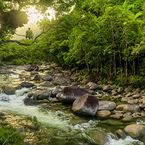 A river running through the green foliage of the Daintree