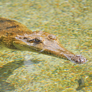 Fresh Water Crocodile relaxing in a pool