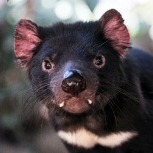 Closeup image of a native Tasmanian Devil gazing into the camera