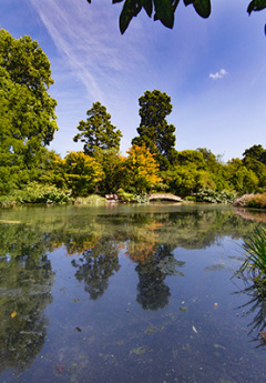 Looking over the pond at the Christchurch Botanical Gardens