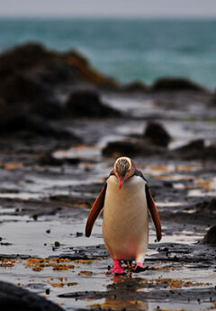 Yellow eyed penguin on the beach near Dunedin