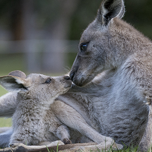 Image of mother kangaroo cuddling with little Joye