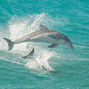 Wild Bottlenose Dolphins surfing in the bright turquoise waves