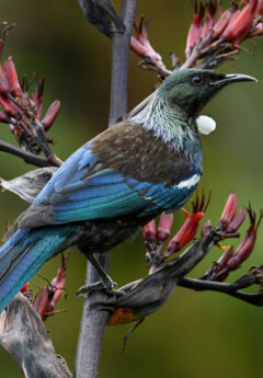 A tui bird perched on a flowering flax plant.