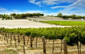 Barossa Valley