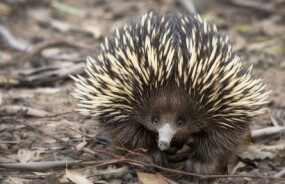 Echidna