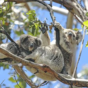 Mother and baby koala in a gumtree on the Great Ocean Road