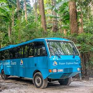 K'gari Exporer bus in the tall-growth forest on K'gari (Fraser Island)