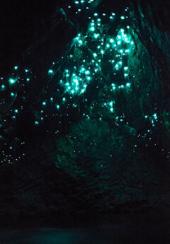 Glowing worms at Waitomo caves