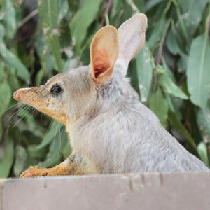 A bibly holds his head up curiously, pink ears pointed upright