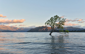 The Wanaka Tree