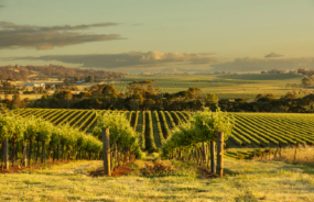 Clare Valley Vineyard