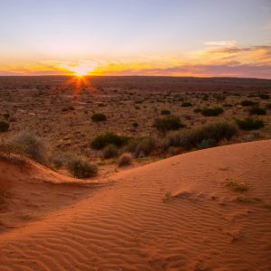 Sunset over sandy desert with sparse vegetation.