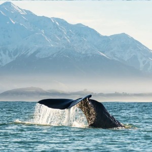 A whale tail dives into the ocean with snow-capped mountains in the background.