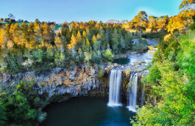 Dangar Falls, Dorrigo National Park