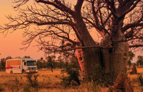 Boab Tree and APT truck