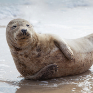 Happy seal playing on the ocean's shore.
