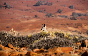 Wallaby in Flinders Range