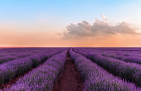 Lavender Farm