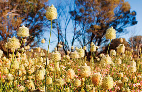 Kalbarri Wildflowers