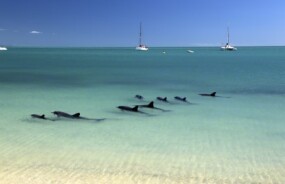 Dolphins in Monkey Mia