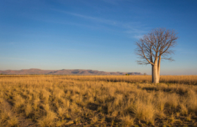 Boab tree