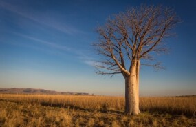 Boab Tree