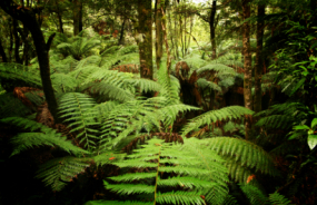 Tarkine Wilderness area